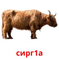 сирг1а picture flashcards