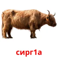 сирг1а picture flashcards