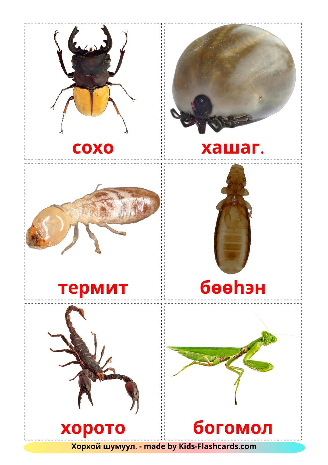 Insects - 23 Free Printable buryat Flashcards 
