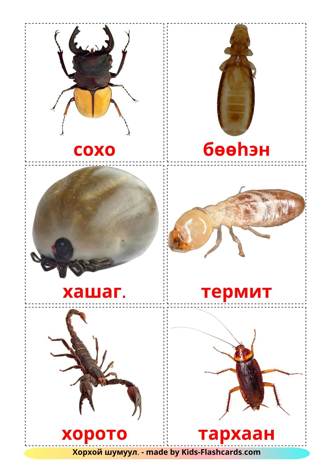 Les Insectes - 24 Flashcards bouriate imprimables gratuitement