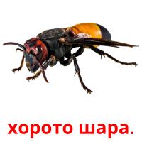 хорото шара. picture flashcards
