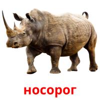 носорог flashcards illustrate