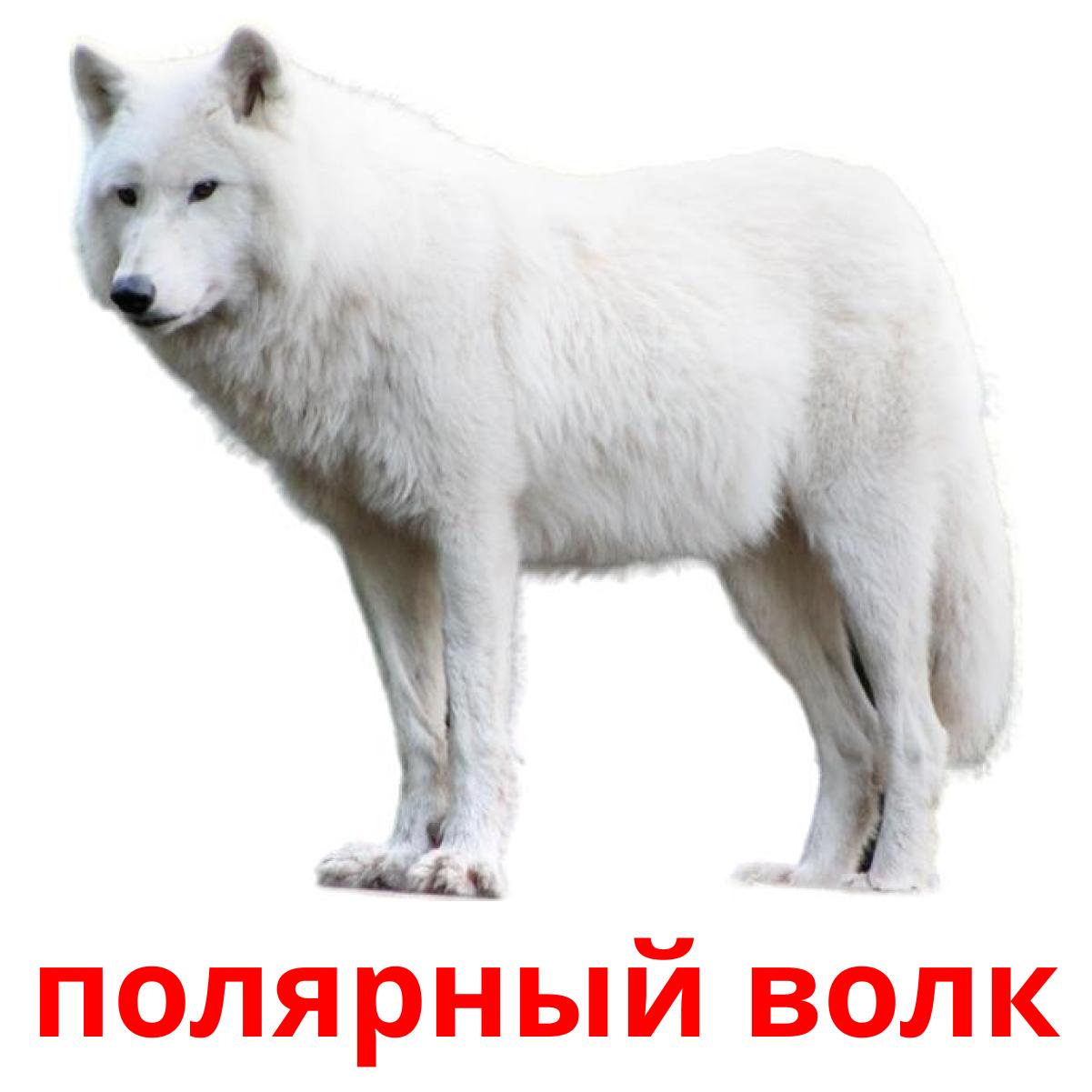 Полярный волк картинка для детей