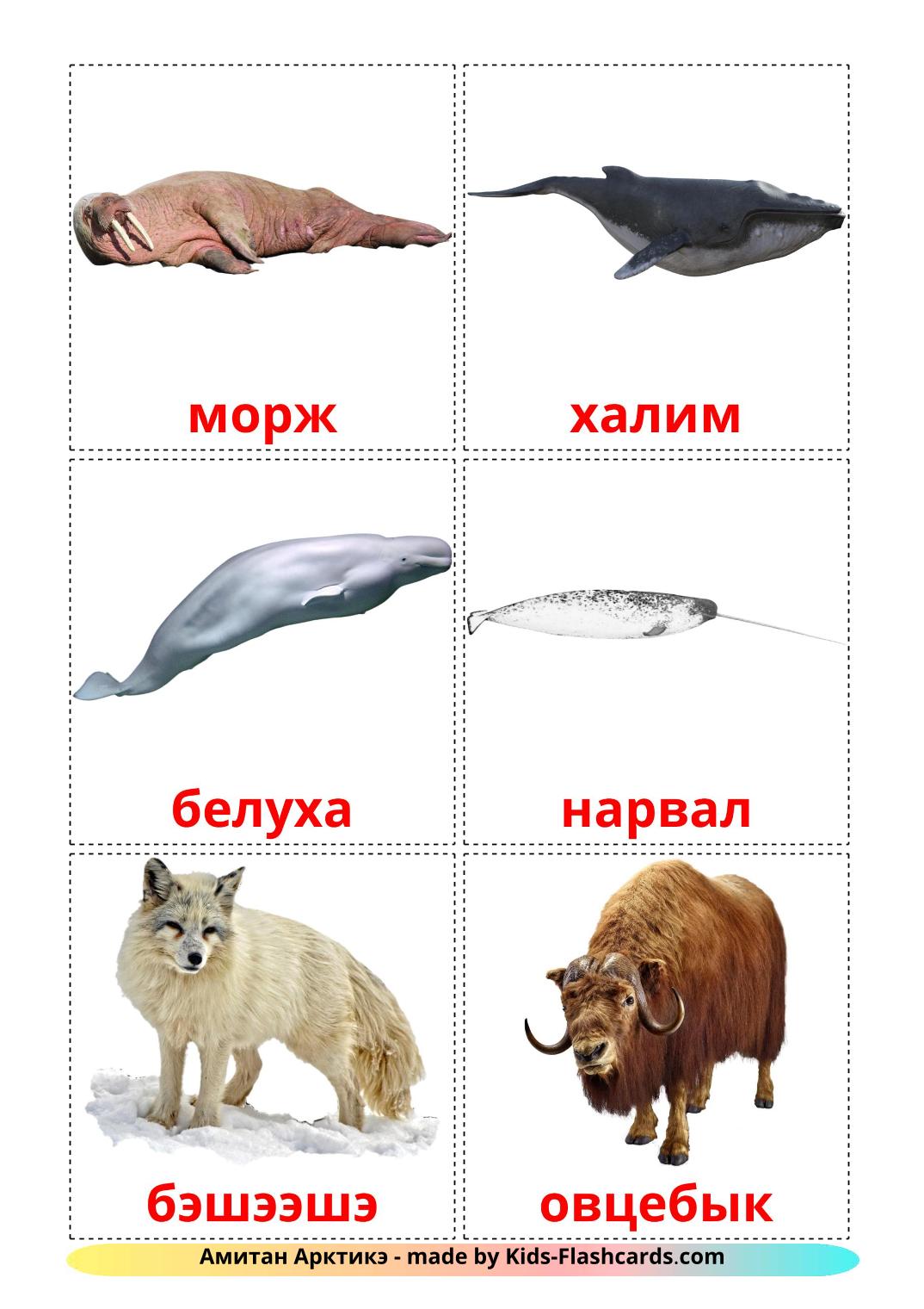 Tiere in der arktis - 14 kostenlose, druckbare burjatische Flashcards 