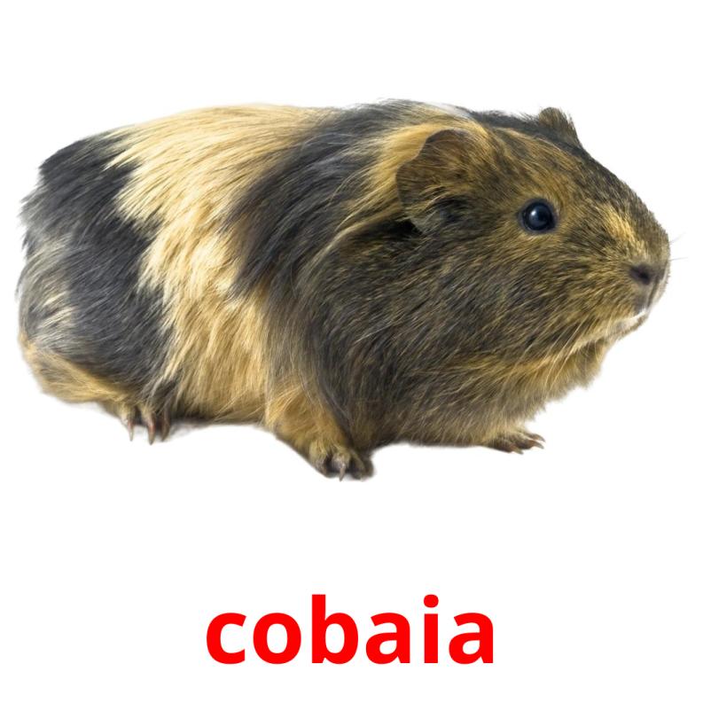 cobaia picture flashcards