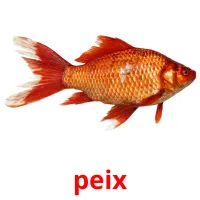 peix picture flashcards