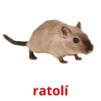 ratolí picture flashcards