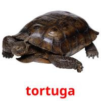 tortuga picture flashcards