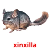 xinxilla picture flashcards