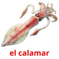el calamar flashcards illustrate