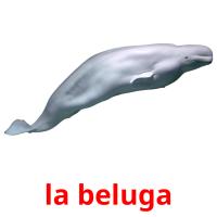 la beluga cartões com imagens