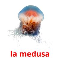 la medusa Tarjetas didacticas