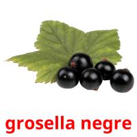 grosella negre picture flashcards