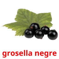 grosella negre Bildkarteikarten