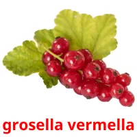 grosella vermella Bildkarteikarten