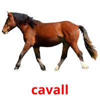 cavall picture flashcards