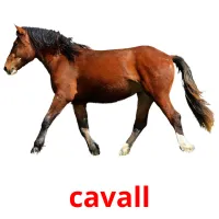 cavall Bildkarteikarten