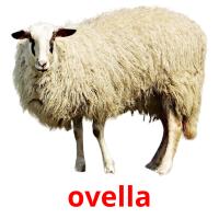 ovella picture flashcards