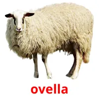 ovella Bildkarteikarten