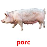porc Bildkarteikarten