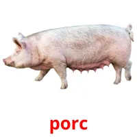 porc Bildkarteikarten