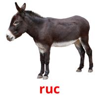 ruc flashcards illustrate