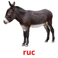 ruc Bildkarteikarten