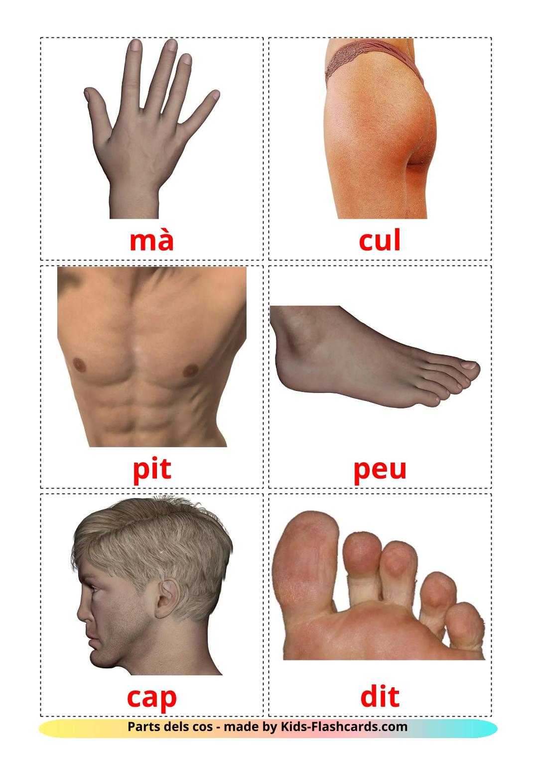Части тела - 26 Карточек Домана на каталонском