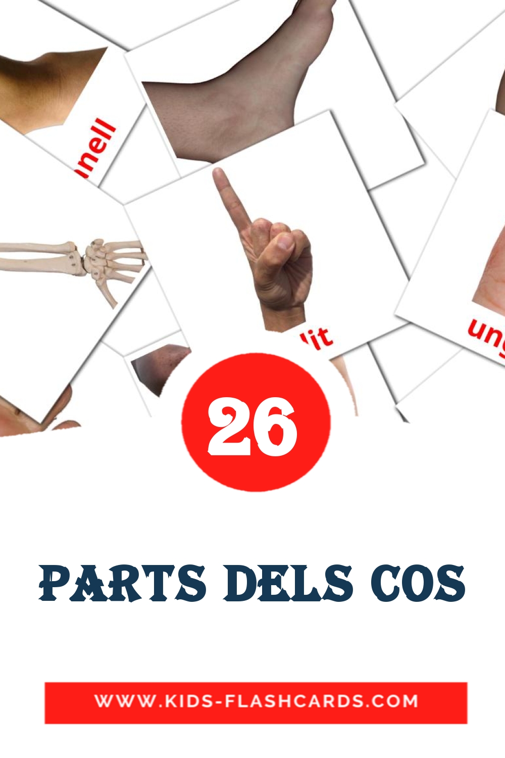 26 tarjetas didacticas de Parts dels cos para el jardín de infancia en catalán