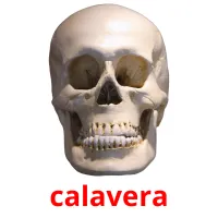 calavera карточки энциклопедических знаний