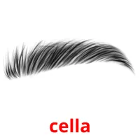 cella picture flashcards