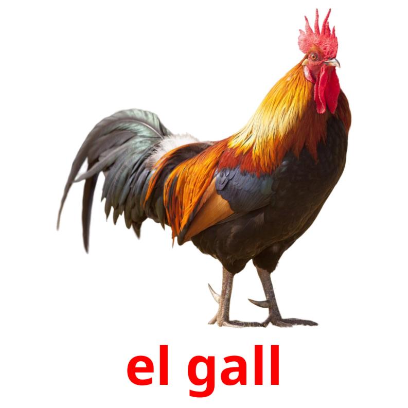 el gall picture flashcards
