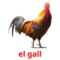 el gall Bildkarteikarten