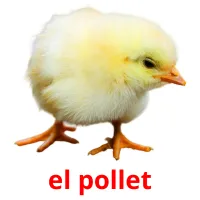 el pollet Bildkarteikarten