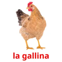 la gallina Bildkarteikarten