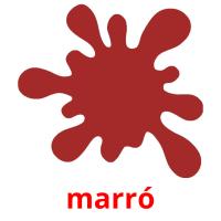 marró picture flashcards