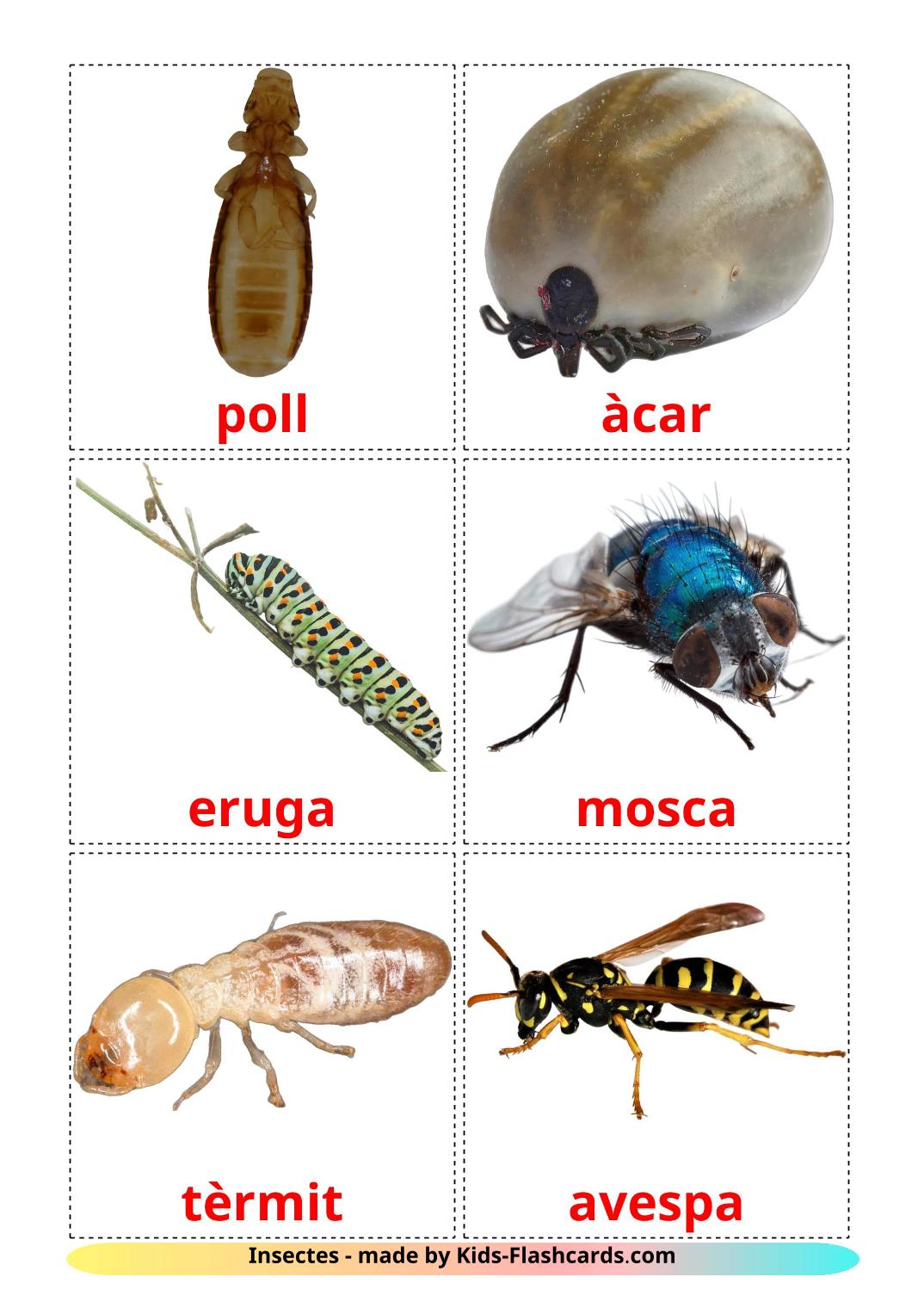 Les Insectes - 23 Flashcards catalan imprimables gratuitement