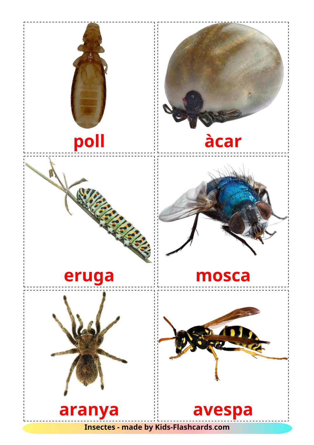 Насекомые - 24 Карточки Домана на каталонском