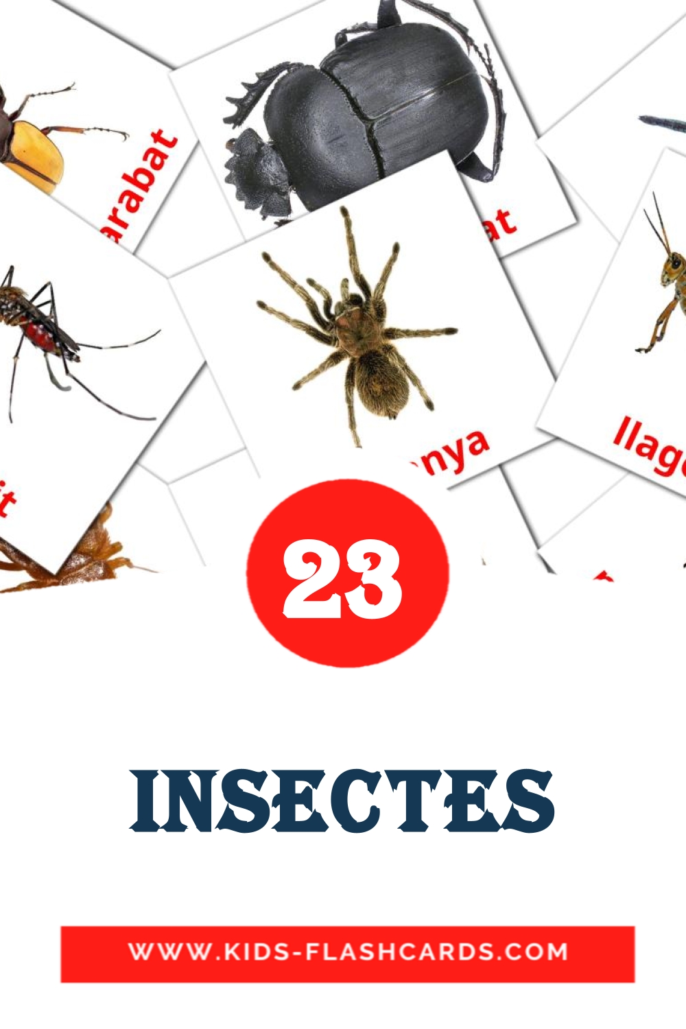 23 tarjetas didacticas de Insectes para el jardín de infancia en catalán