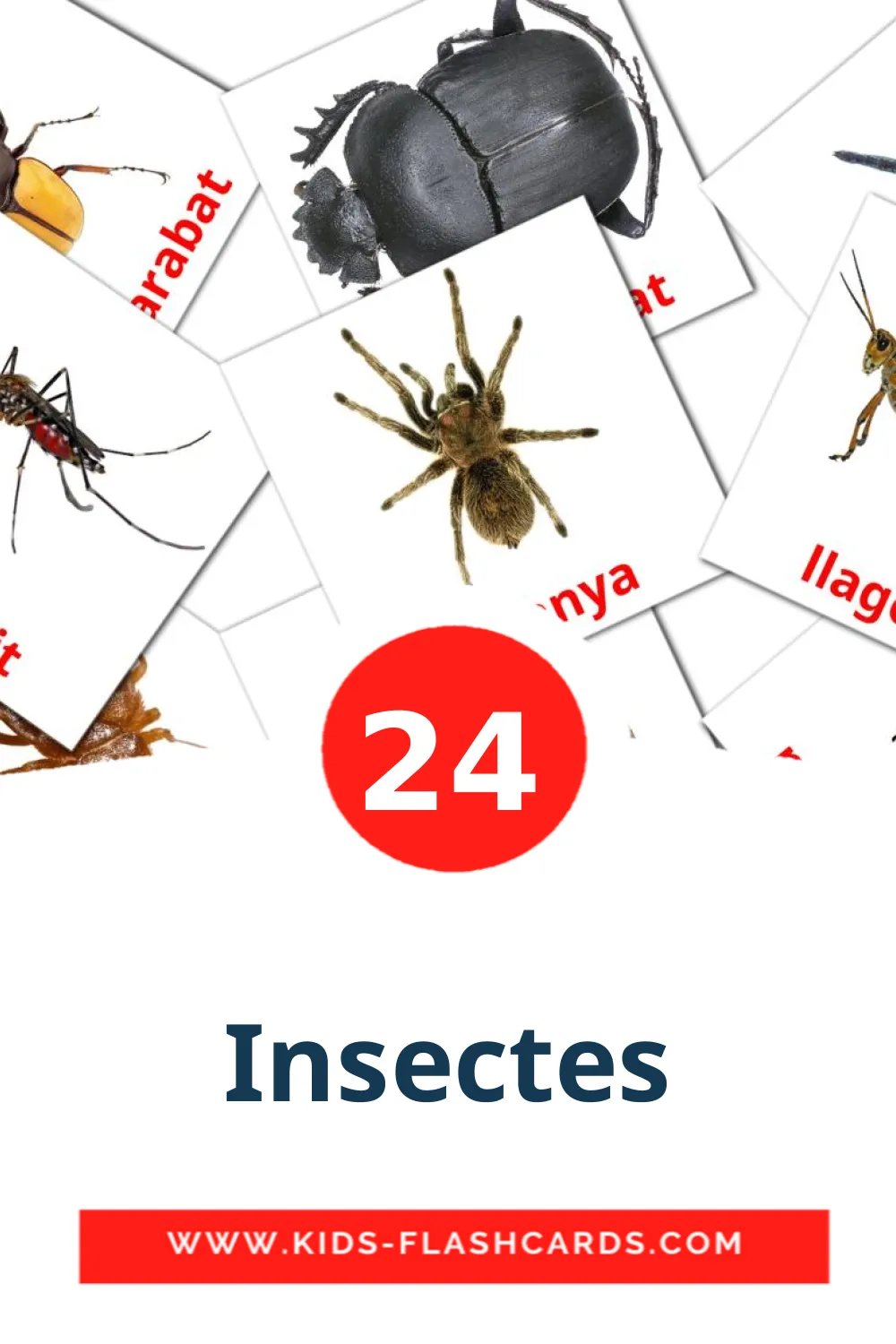 Insectes на каталонском для Детского Сада (24 карточки)