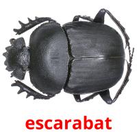 escarabat ansichtkaarten
