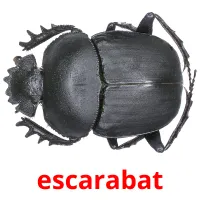 escarabat карточки энциклопедических знаний