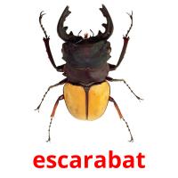 escarabat flashcards illustrate