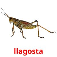 llagosta picture flashcards