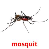 mosquit picture flashcards