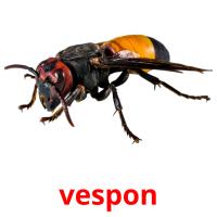 vespon picture flashcards