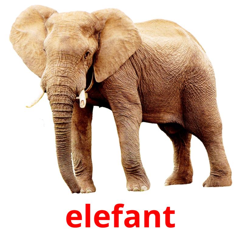 elefant picture flashcards