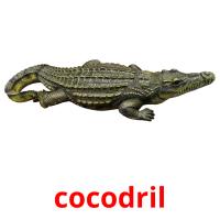 cocodril Bildkarteikarten