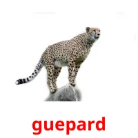 guepard Bildkarteikarten