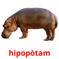 hipopòtam flashcards illustrate